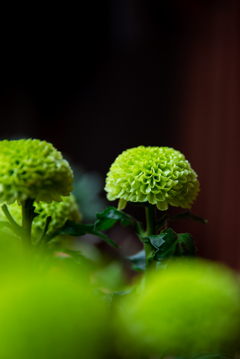 绿色的乒乓菊 - 灵之摄 - 图虫