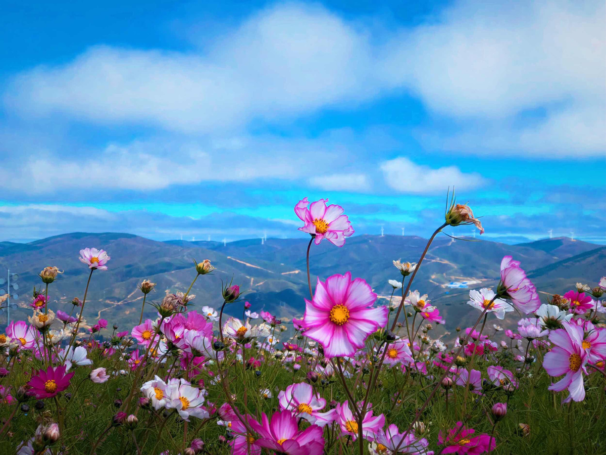 漫山遍野的格桑花 - 你说的很对117 - 图虫