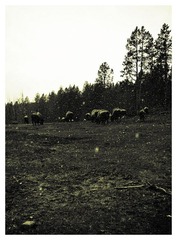 Bisons