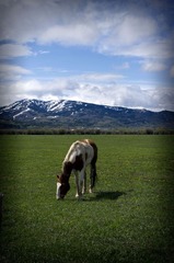 Ranch