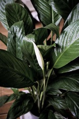 20120303-IMGP6433.jpg
