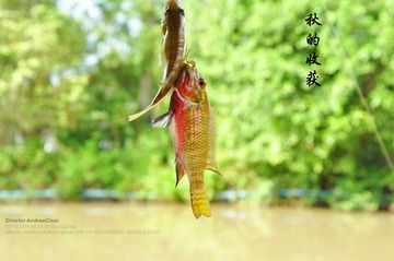 秋的收获4