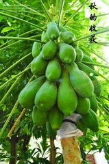 秋的收获5
