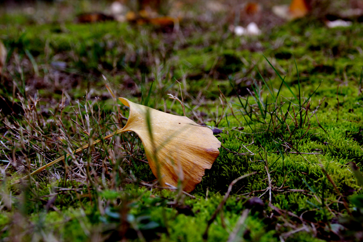 一叶落而知秋至