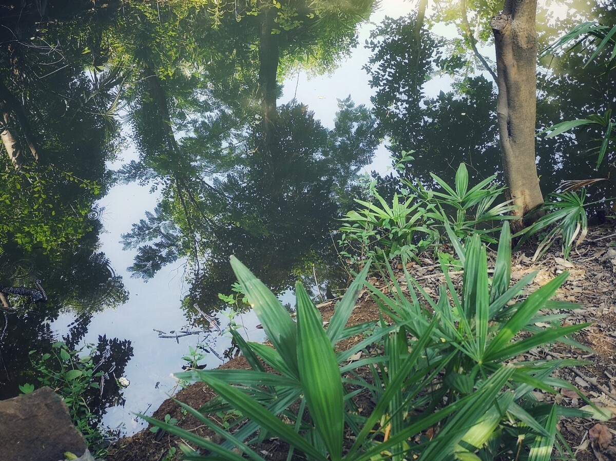 公园里的湖水，是属于盛夏的深绿色。