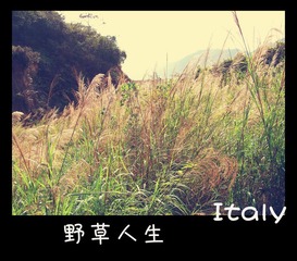 野草人生