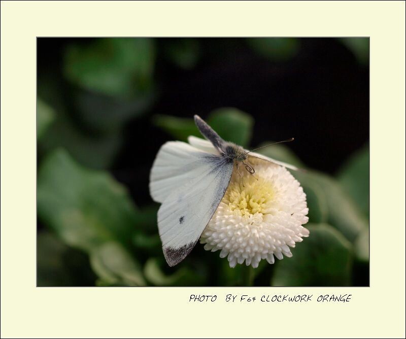 正在采吸花蜜的白蝴蝶<br />
ZEISS SP60