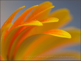 橙色花瓣