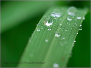 雨