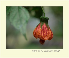 灯笼花