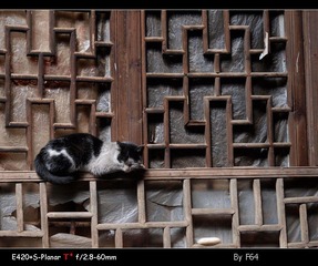 花格窗上的猫儿