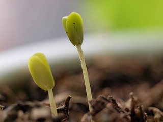 芽