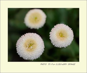 雏菊
