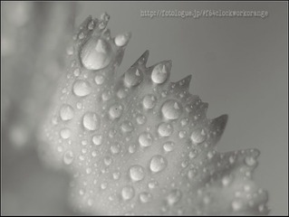 水珠