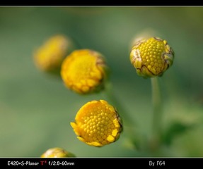 野菊