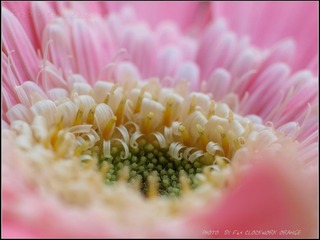 粉红非洲菊