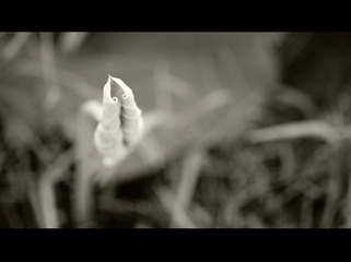 消色的荷---5