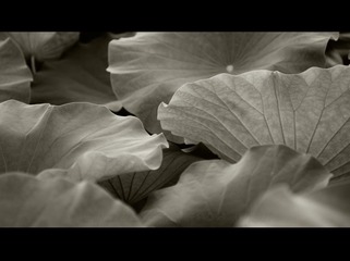 消色的荷---4