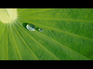荷叶上的露珠---1