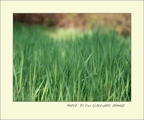 春日午后
