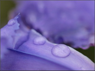 紫色鸢尾花上的雨滴
