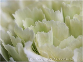 白色石竹花瓣
