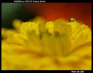 黄色菊花上的水滴