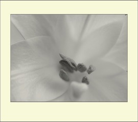 消色的百合花蕊