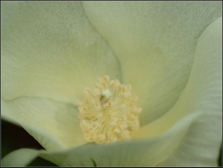 棉花花