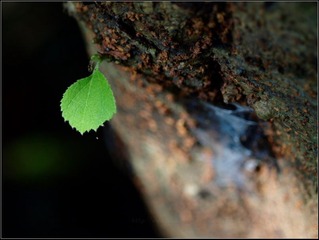 小叶片