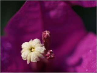 三角梅花蕊