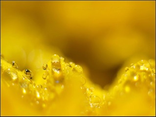 黄色菊花上的水珠