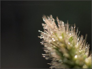 挂满水珠的狗尾草