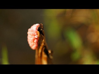 DSC03724.JPG
