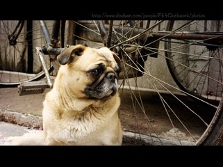 憨犬寒寒