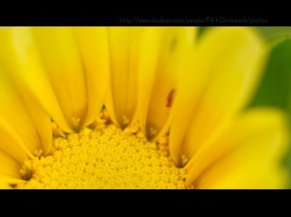 黄色菊花