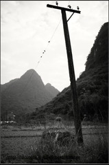 几只鸟