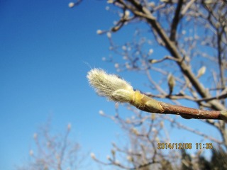 IMG_4467_conew1