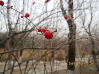 IMG_4601_conew1