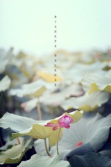 遮蔽