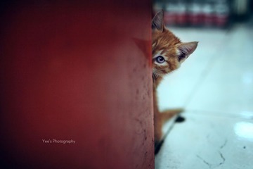 猫猫躲猫猫