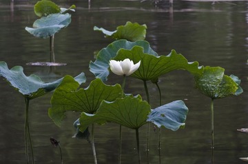 绽放荷花