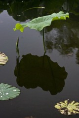 IMG_3350_1