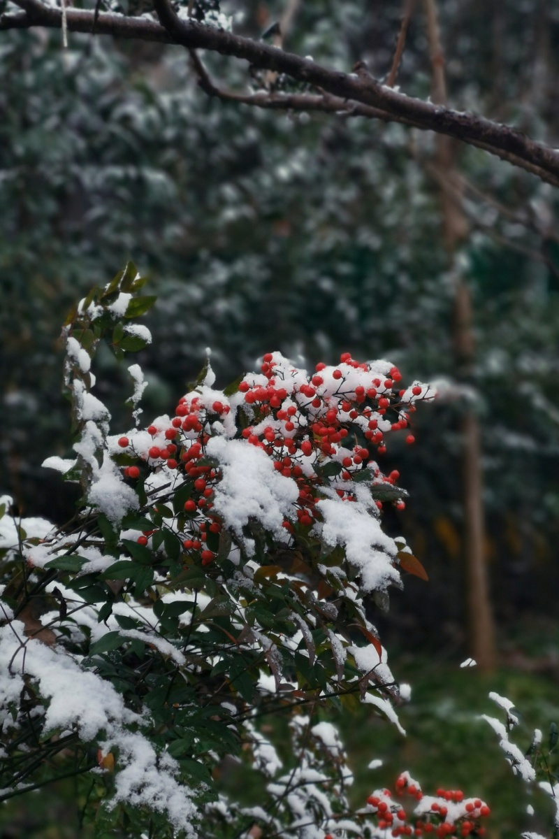 雪落枝头