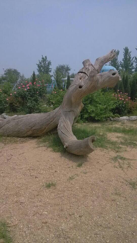 胡杨精神