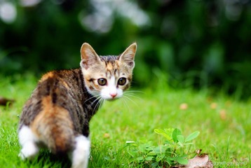 Pig Kitty·回眸