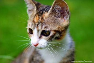 Pig Kitty·忧郁
