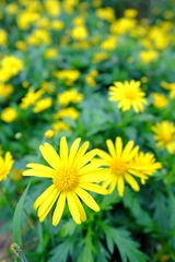 DSCF7933.JPG