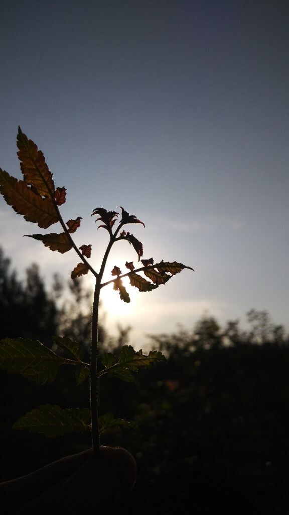 一个夏天的宁静午后