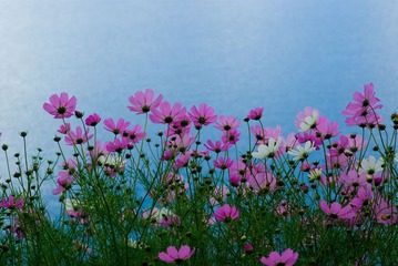 格桑花